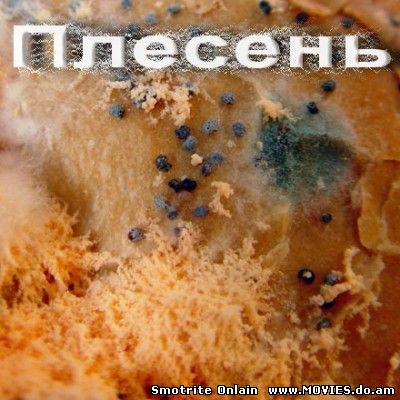 Плесень (2008)